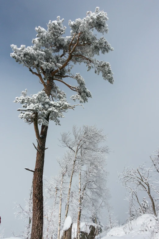 a tree with lots of snow on top of it