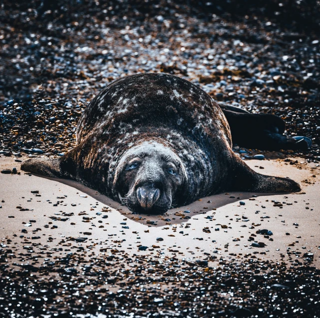 a grey seal resting on the beach with seaweed and seashells