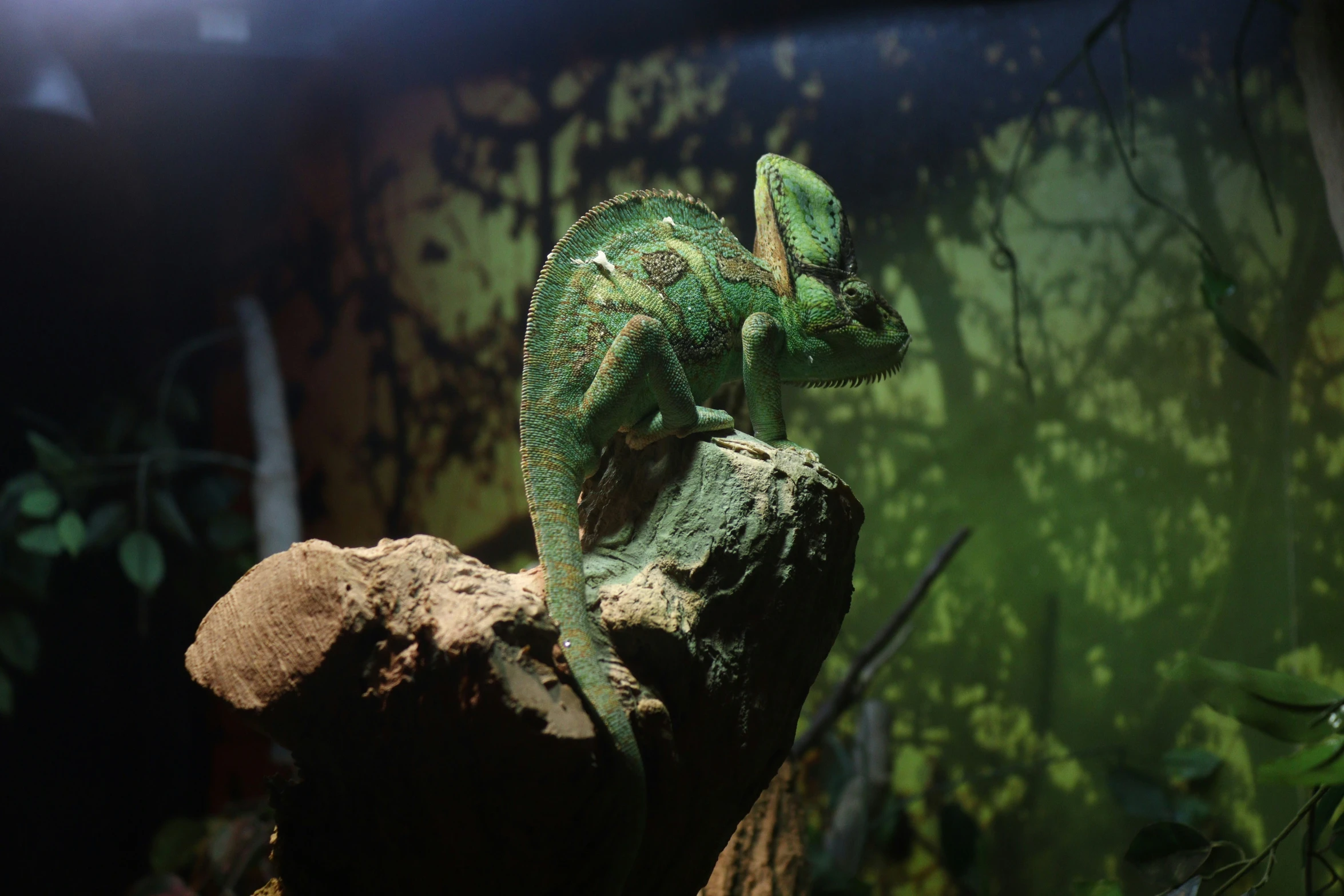 the green chamelon is relaxing on the rock