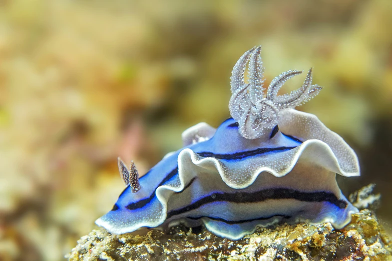 a fish with an unusual appearance standing on rocks