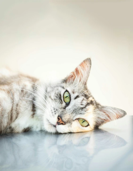 a cat lying its face on top of the table