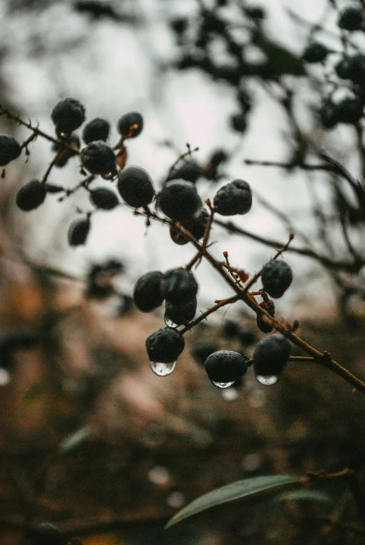 berries hanging on a tree with drops of rain