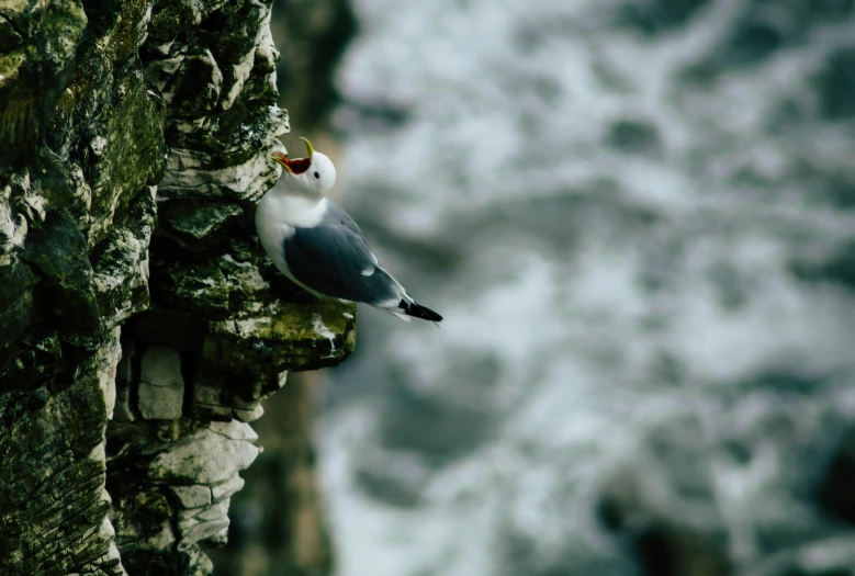 a black and white bird perched on some rocks