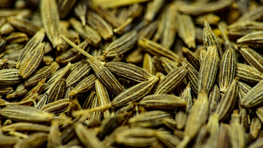 a close up of some dried and uncooked seeds