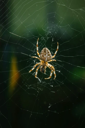 a spider in its web is seen in this image