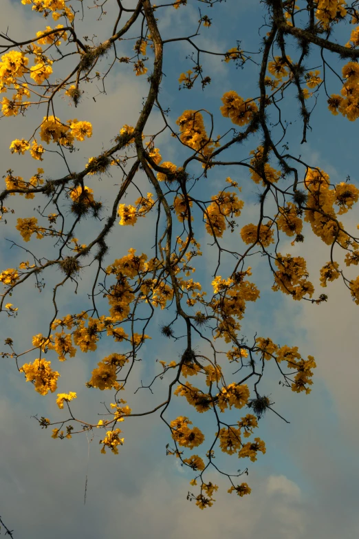 a leafless tree in bloom with yellow flowers
