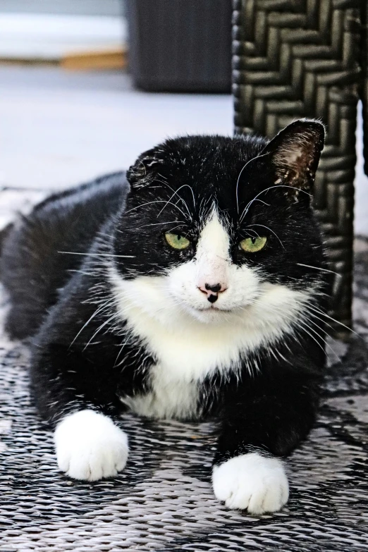 a cat is sitting next to a chair