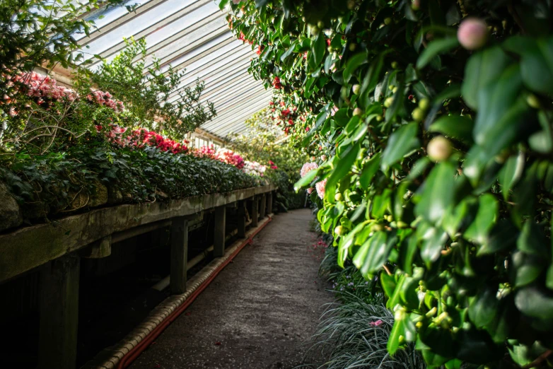 the walkway leads to a tropical house full of greenery