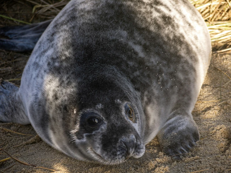 a seal resting on top of the beach