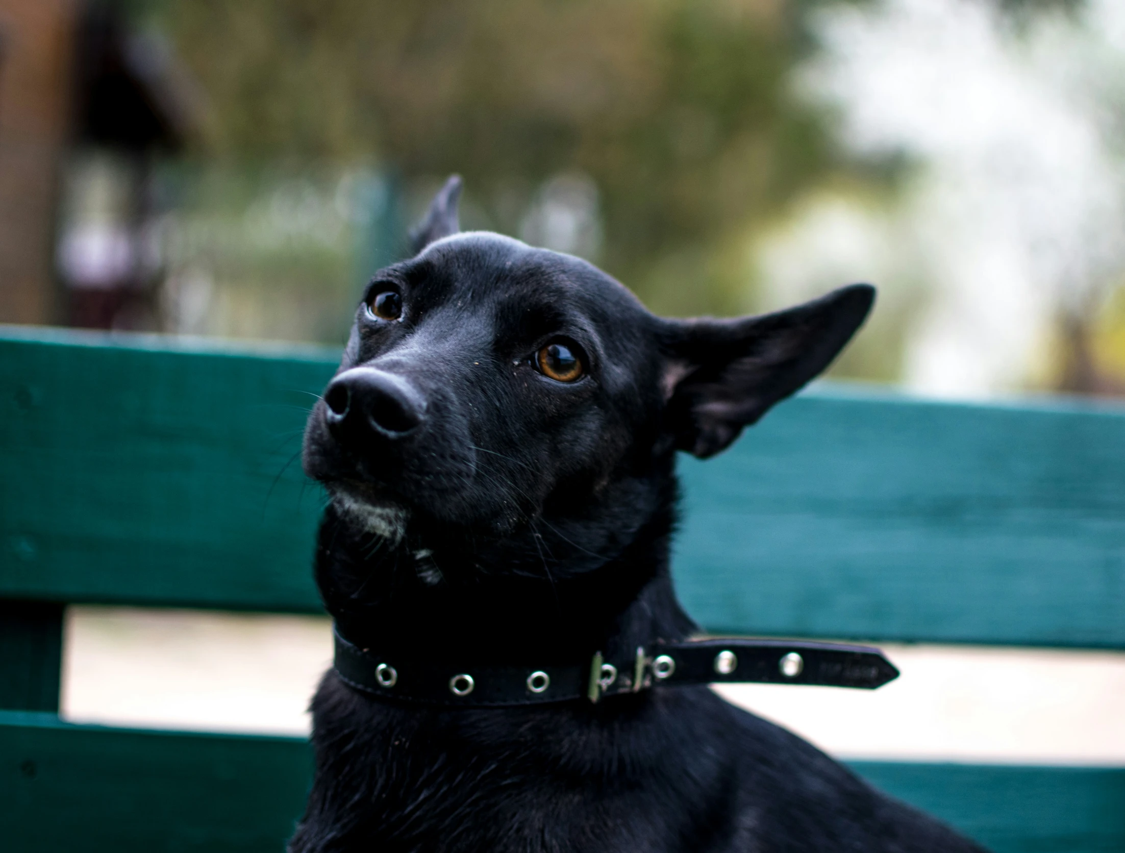 there is a black dog sitting on a bench