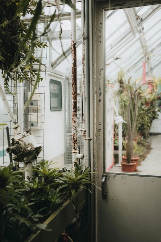 a greenhouse with pots and other plants on the shelf