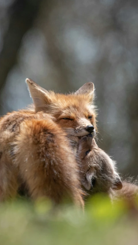 a red fox in the forest rubbing his head on another animal