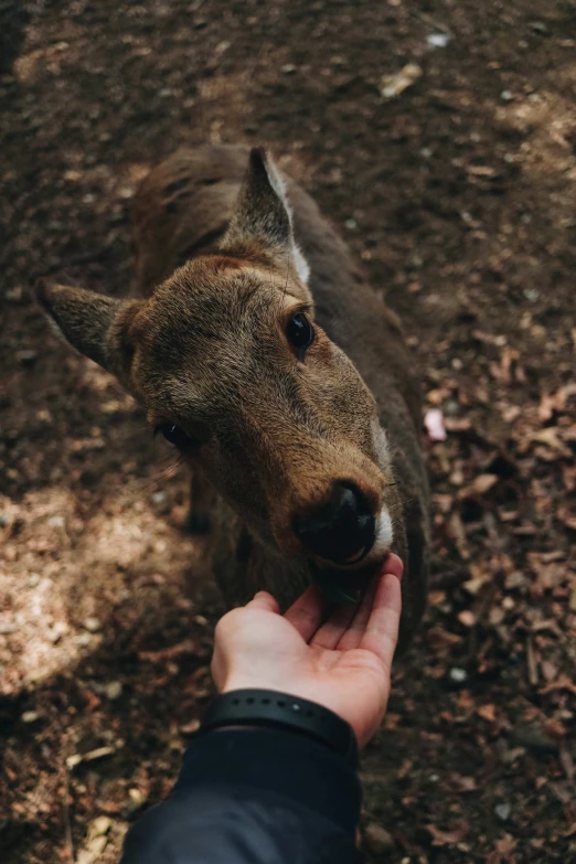 a brown dog has its mouth open to a person