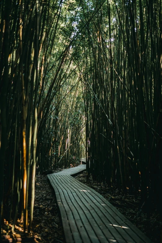 path in the middle of the forest with tall bamboo trees