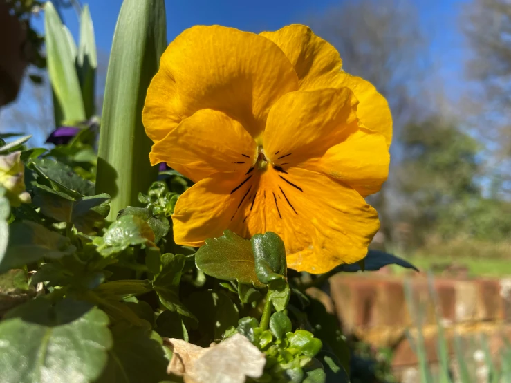 a yellow flower with leaves on the stem and center