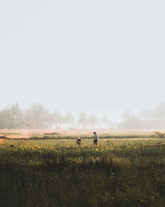 a person walking through a green field with horses