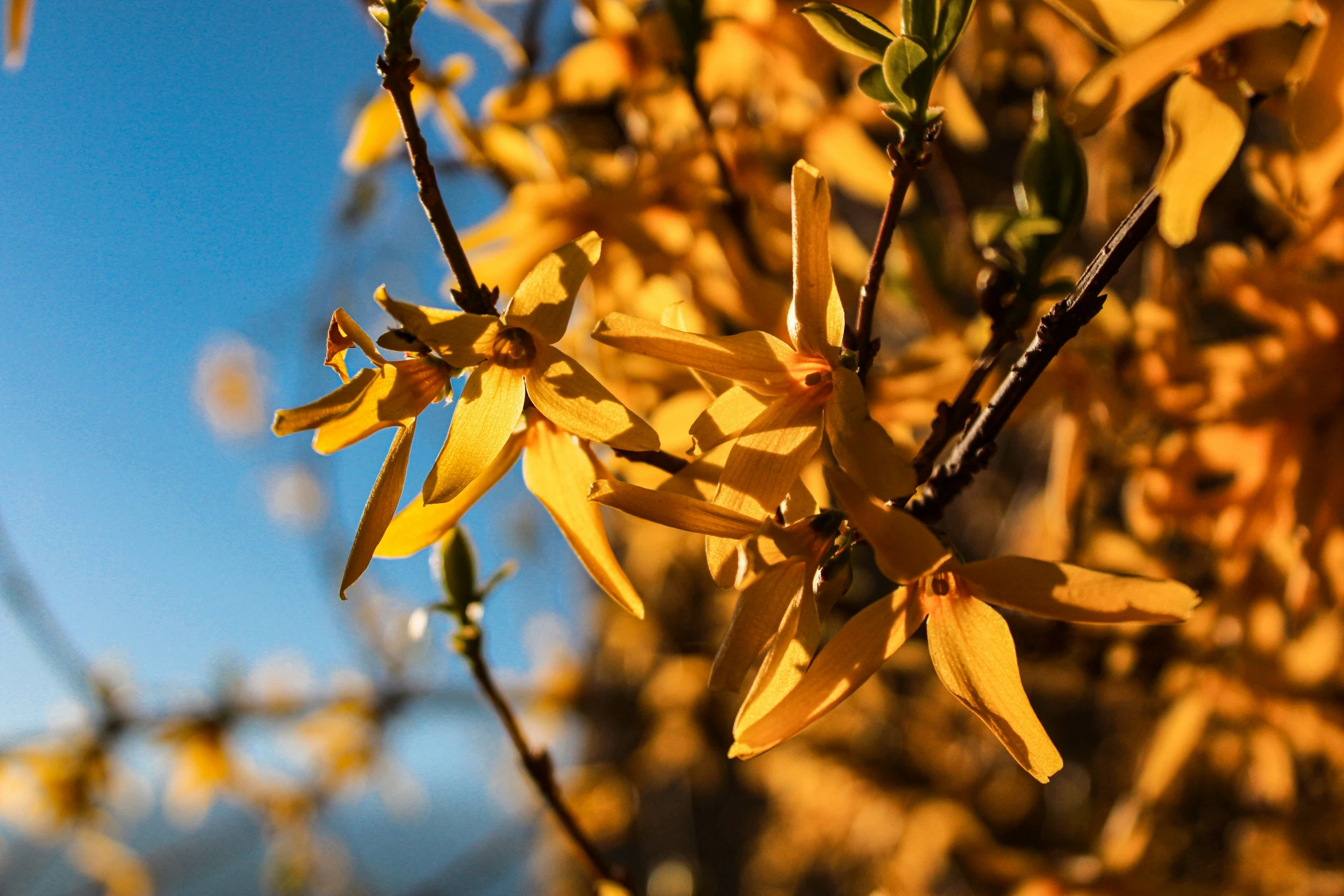 a tree nch with yellow leaves against a bright blue sky