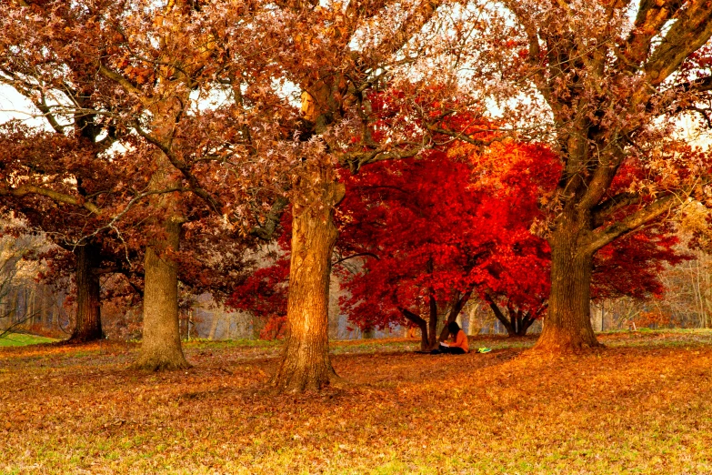 some tall trees in the middle of a field