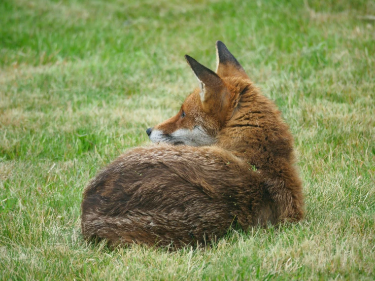 a brown and black animal lying on a green field