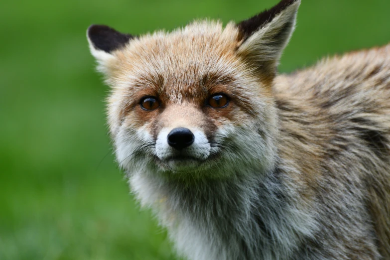 the red fox is showing what is on his fur