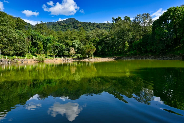 a peaceful lake is surrounded by a large green forest