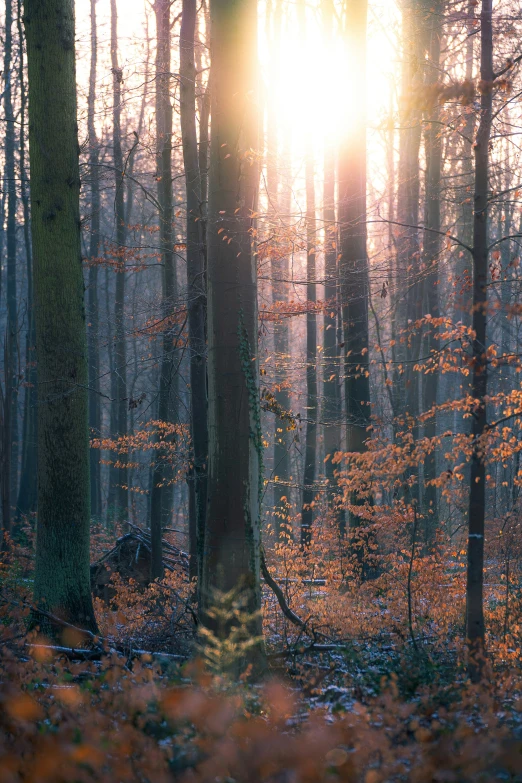 a group of trees that are standing in the woods