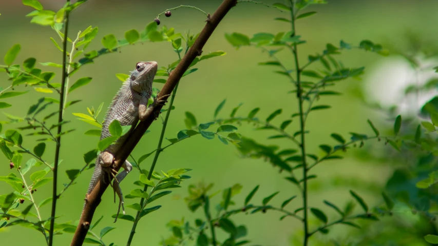 small lizard sitting on a nch in a tree