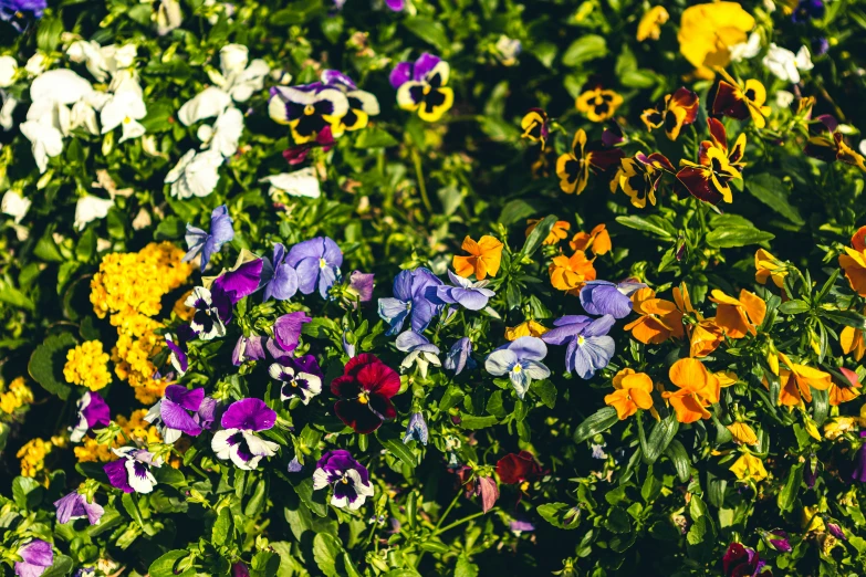 many different colored pansies are scattered around each other