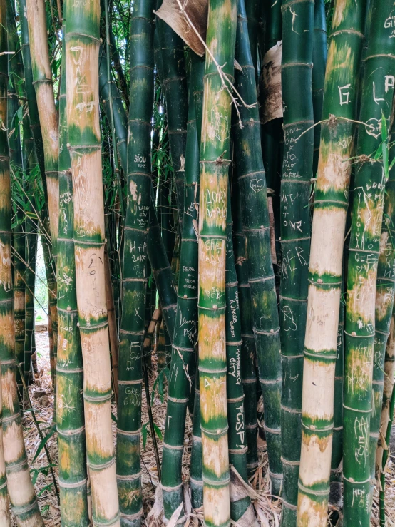 many tall bamboo trees with green and yellow leaves
