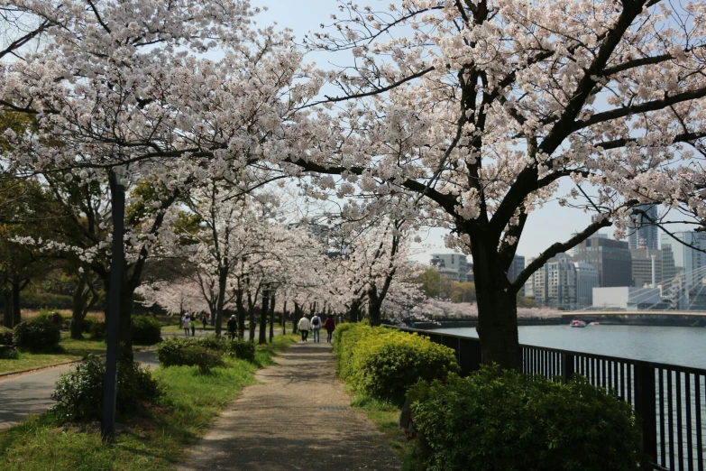 a tree with a very long walkway next to the river