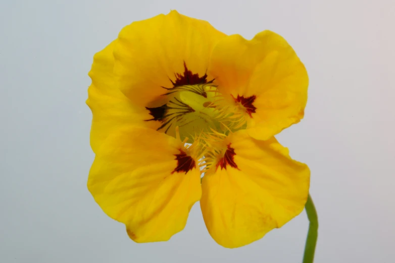 a yellow flower on a clear day against a blue sky