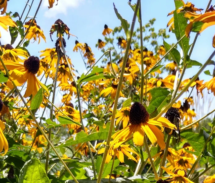 many yellow flowers blooming on the side of a building