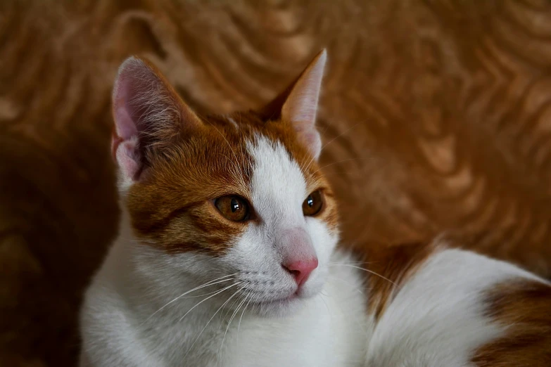 an orange and white cat is laying down on the floor