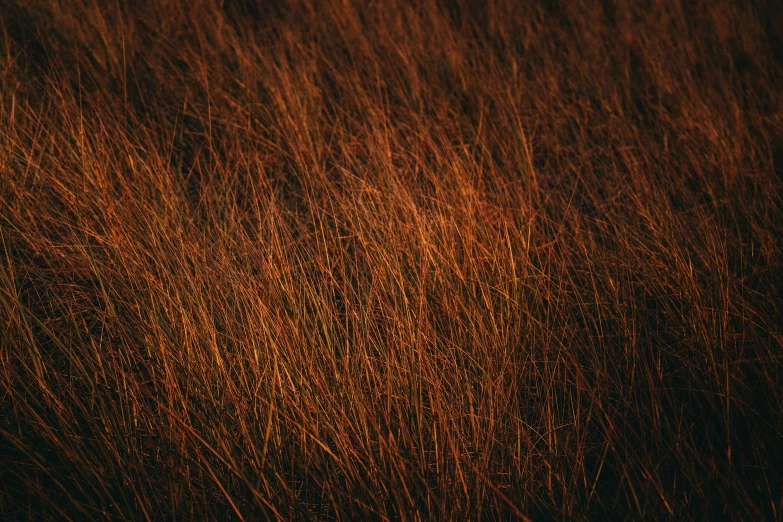tall grass in field at sunset with light reflecting on it