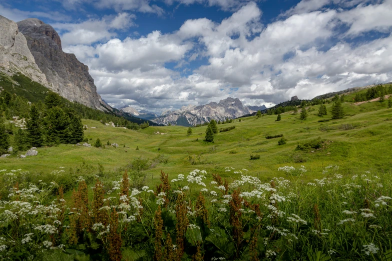 beautiful grass field and wild flowers with rocky peaks in the background