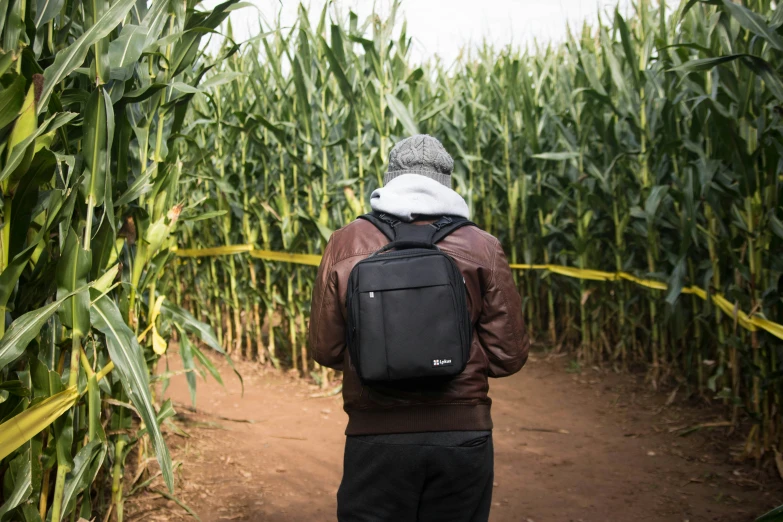 a man walking up a path through a corn field