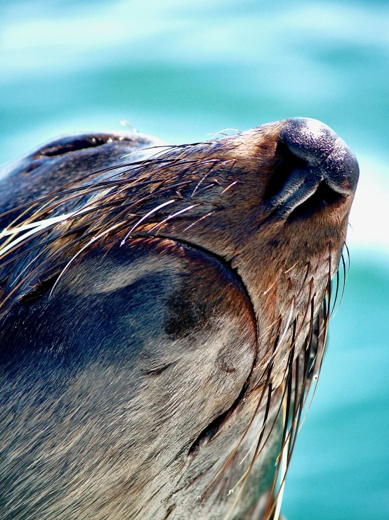 closeup of the side of a sea lion's head