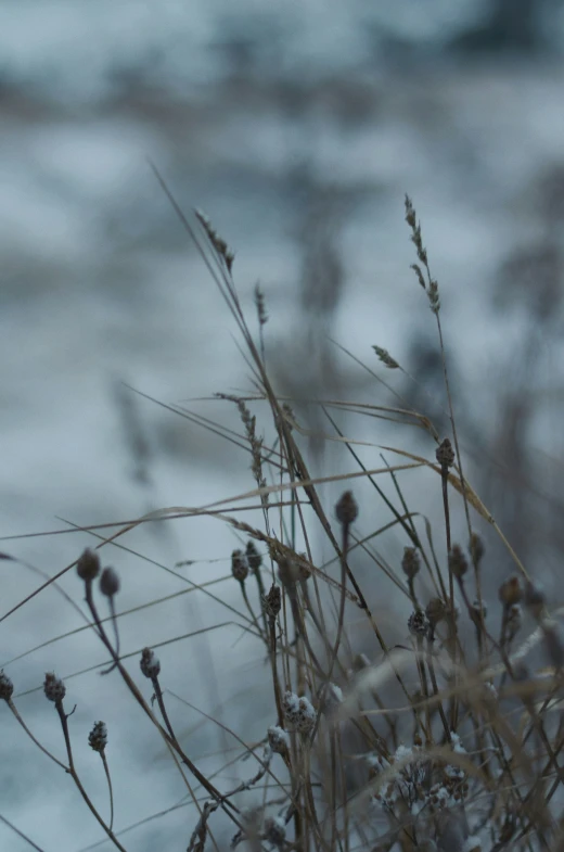 a few plants covered in water and ice