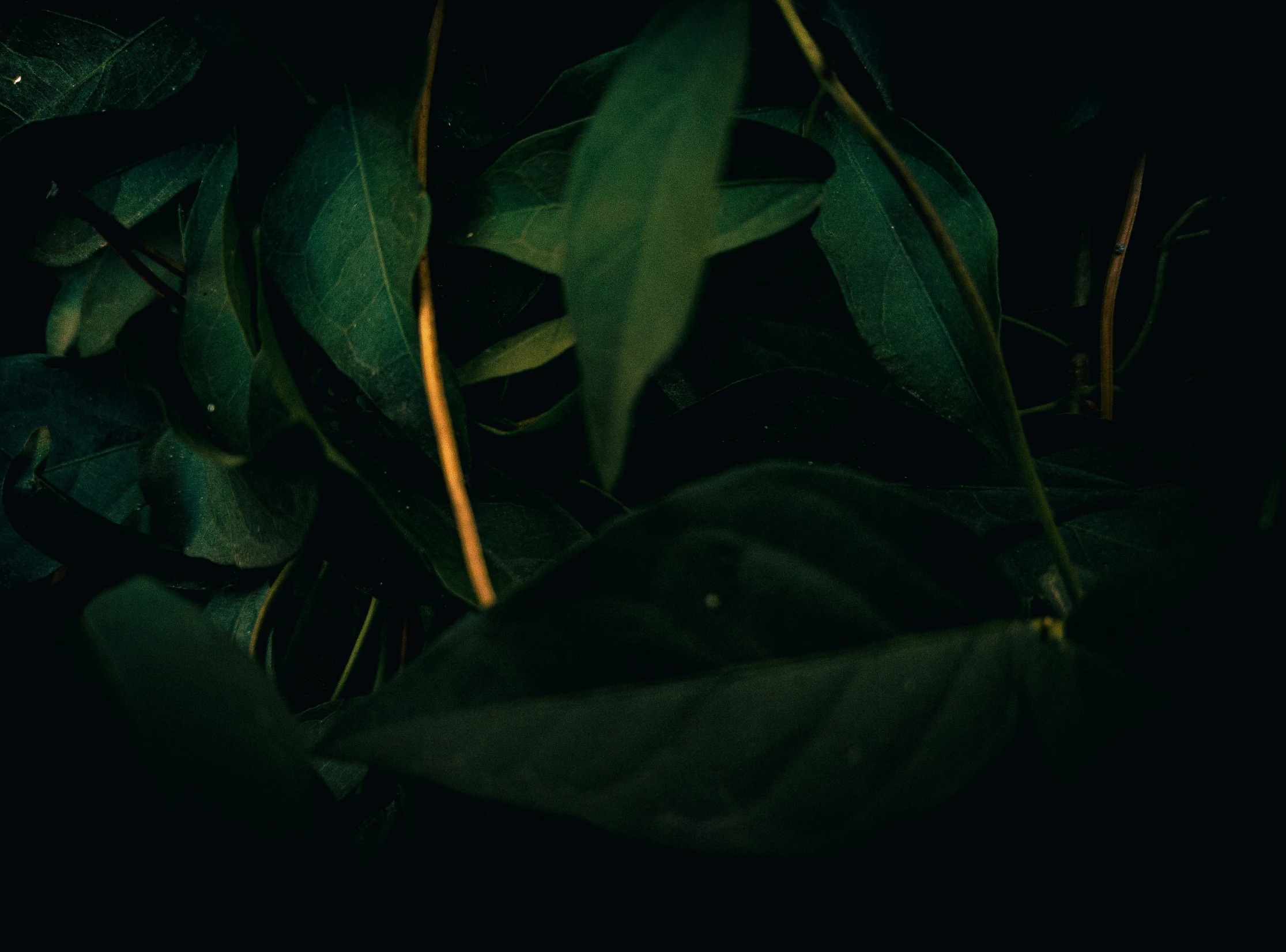 leaves are growing on the ground lit up by a light