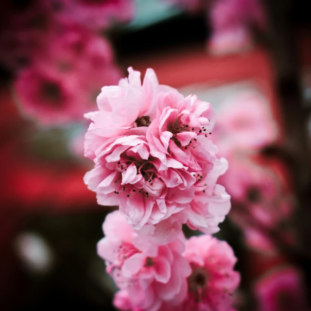 the pink flowers are in bloom with red background