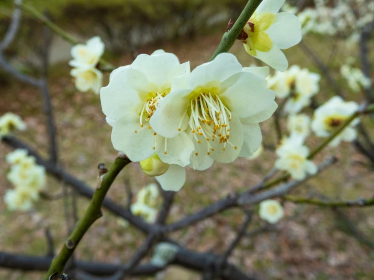 white flowers on the nch in a garden