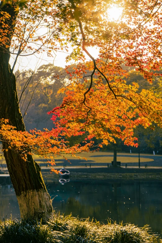 the sun is shining through the trees with their leaves turning orange