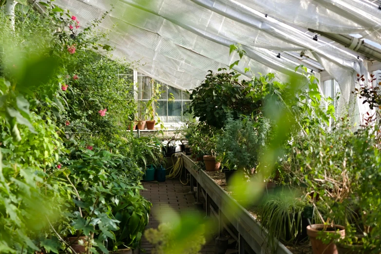 some plants in a long row in a very large greenhouse