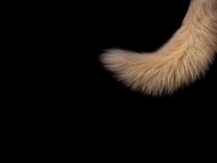 a animal tail that is furry and shows the tail tip