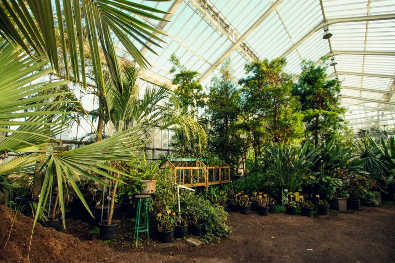 an indoor tropical setting with a large number of plants