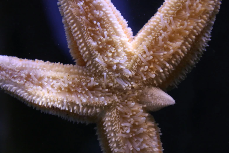 a white starfish pokes out its head in the water