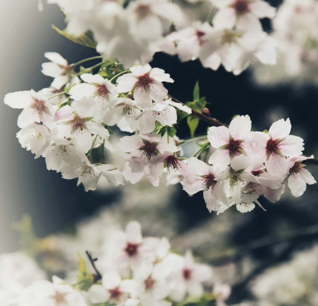 the blossoms of cherry tree are all blooming