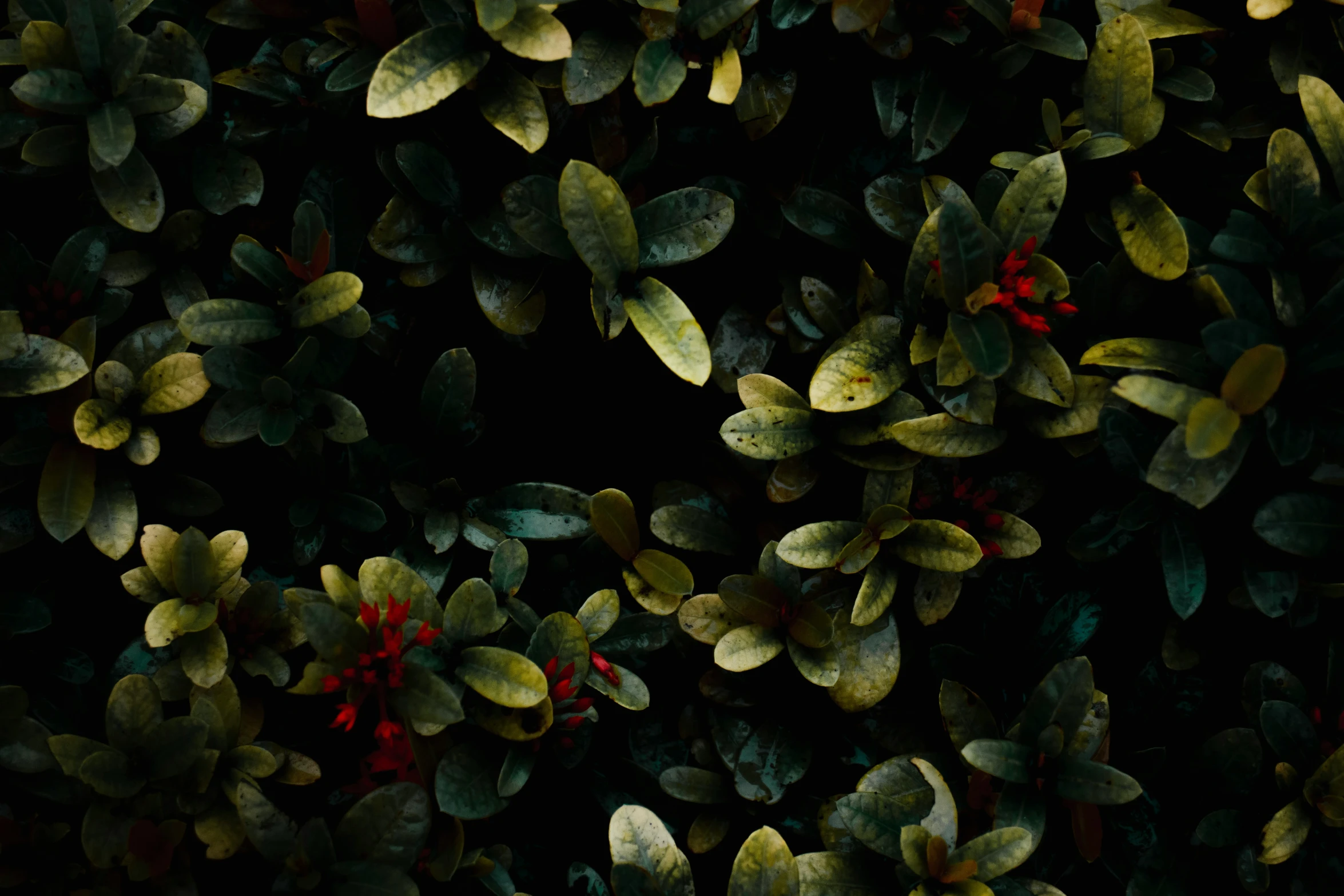 closeup of many leaves with red flowers in dark background