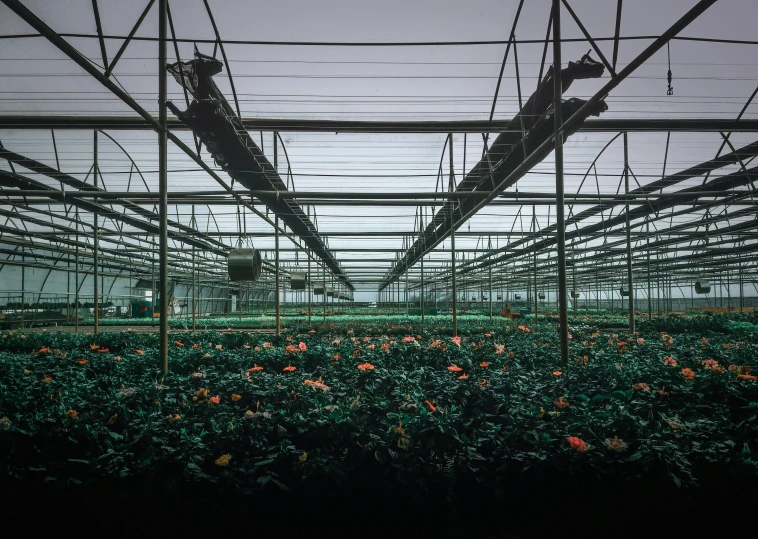 two people in an iron wire greenhouse surrounded by orange flowers