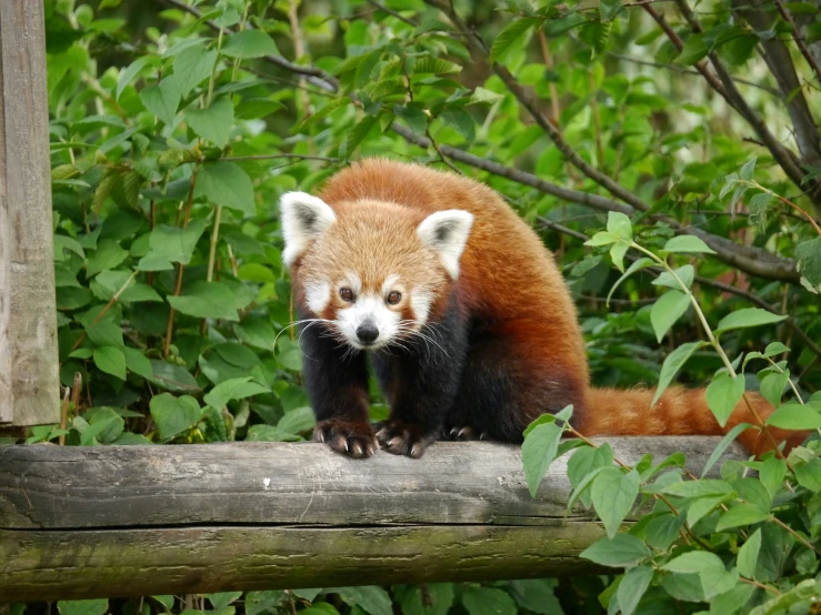 a red panda sits on a nch in its habitat